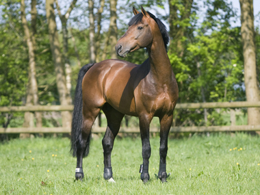 NUMERO UNO - Warmblood Stallion